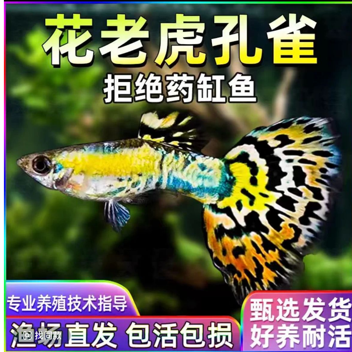 花老虎精品孔雀鱼蛇纹虎纹花老虎小型冷水鱼观赏鱼