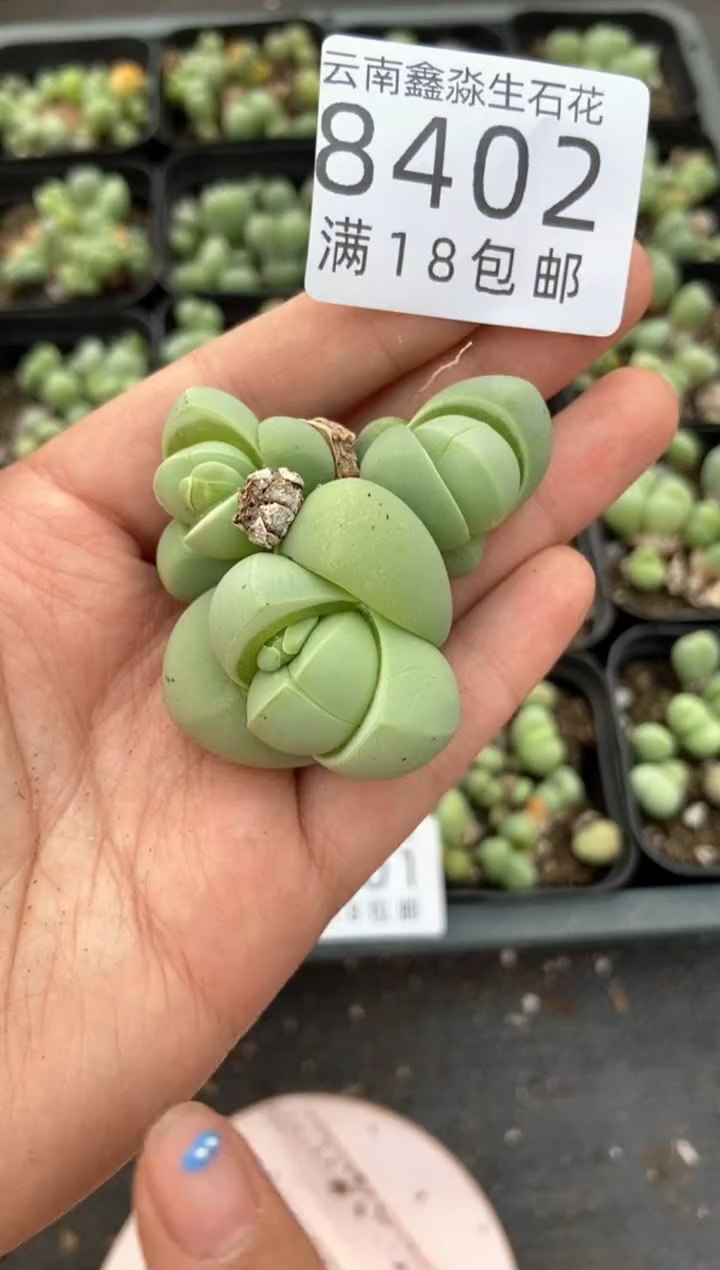 【闪购商品】8401特价藻玲玉一颗