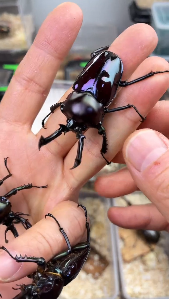 水***肉2231彩虹锹甲成虫公一只+顺丰+彩虹高级套餐