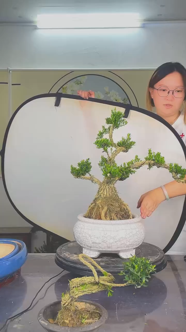 无花朵广东雀舌黄杨