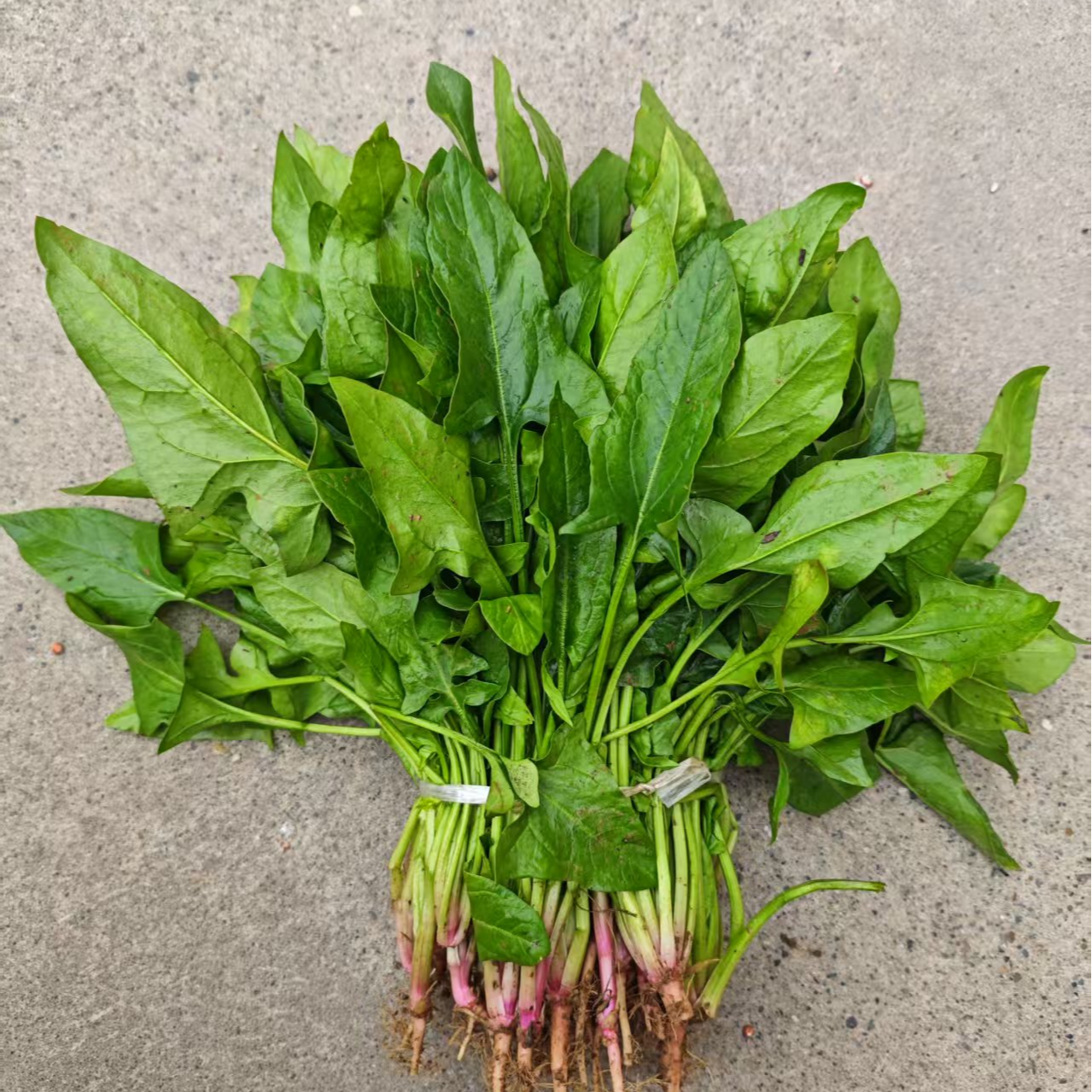 湖南农家自种绿色蔬菜菠菜健康