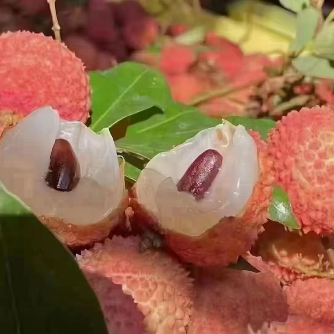 【顺丰冷链直运】现摘现发广东高州老树桂味荔枝现摘现发应季水果