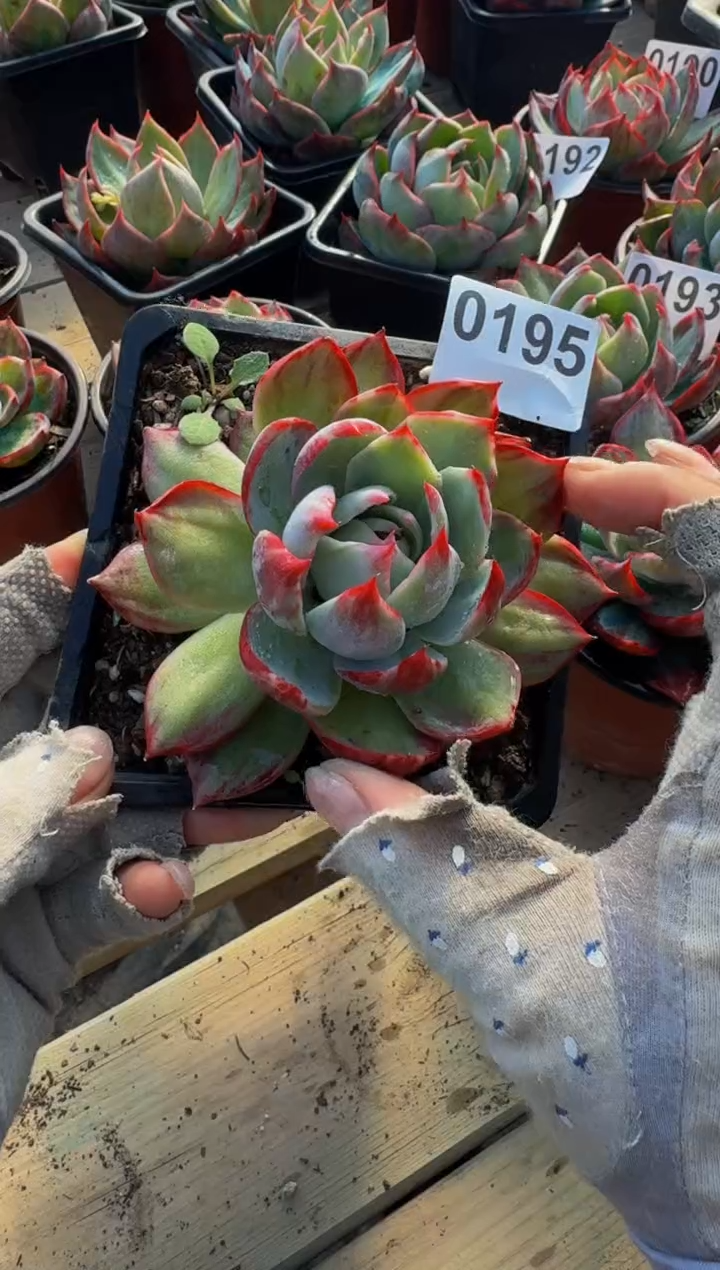 【闪购商品】0195惊鸿仙子（裸根发货）（瑕疵）