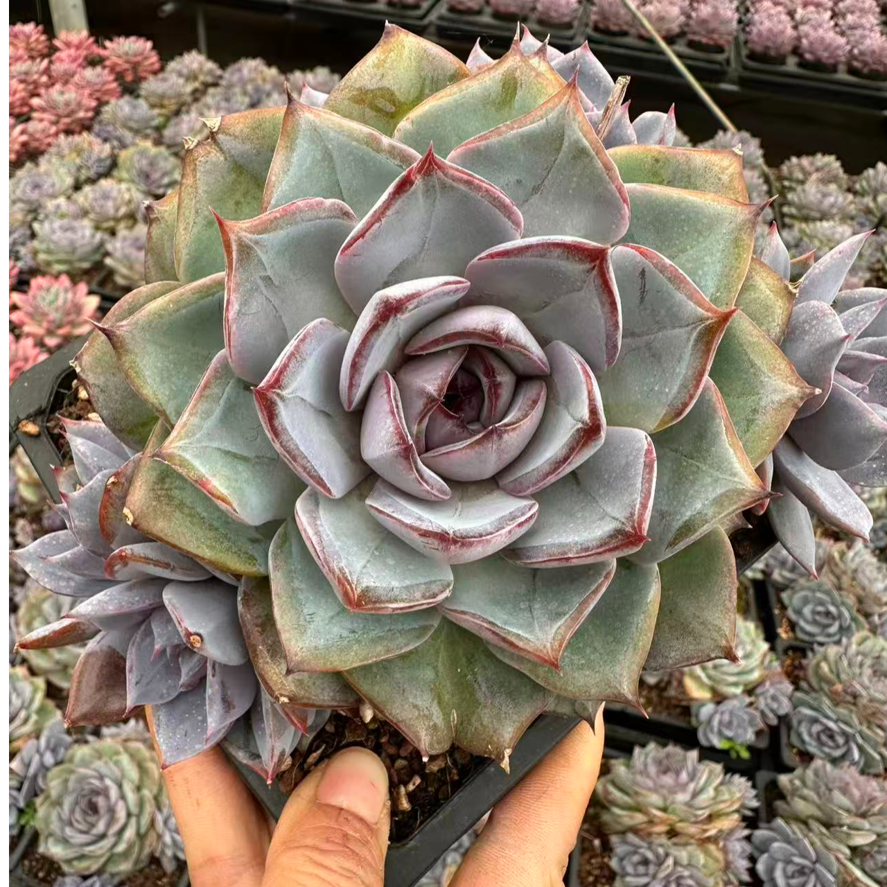 12#海蓝之谜多肉植物  前男友精品多肉 SM825 (7)