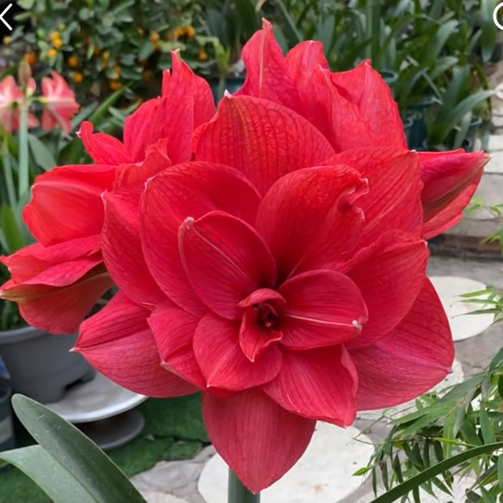 进口朱顶红 天后 8➕