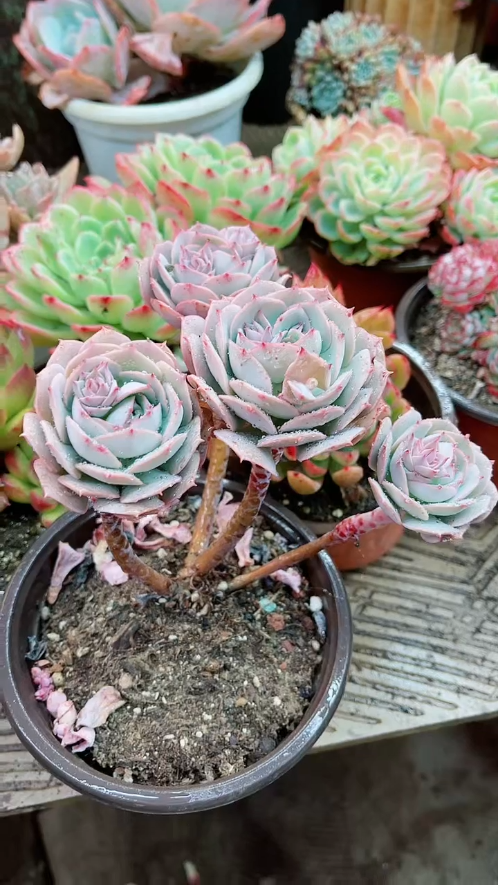 【闪购商品】16075