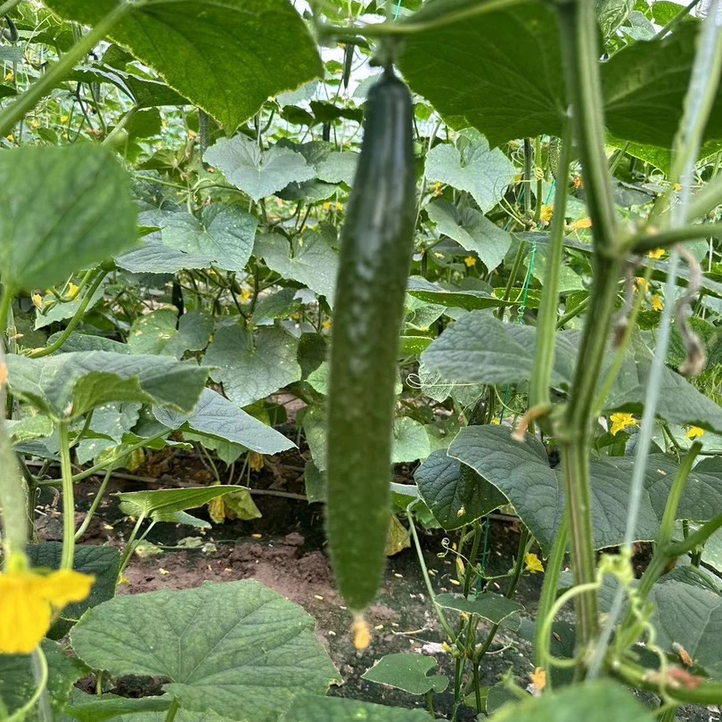 【汇峰农场】天津本地黄瓜净重4斤（±2两）新鲜现摘 