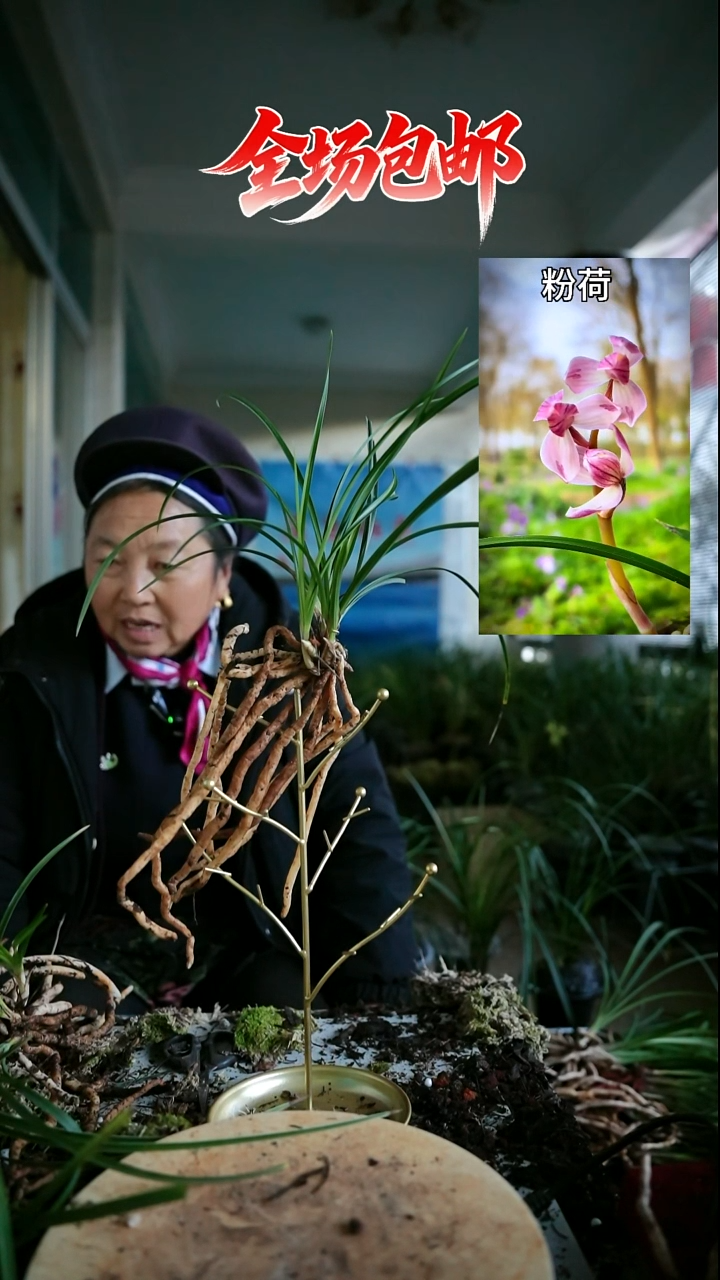 当前无花栽培后可以开花粉荷