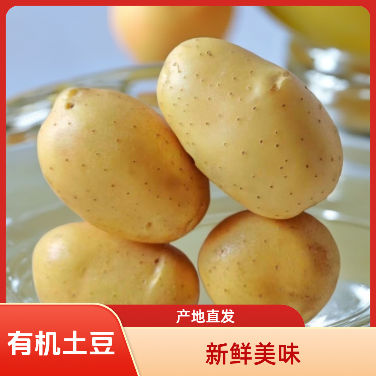 宁夏西吉高原白皮有机土豆大果7斤(李琬有机菜)