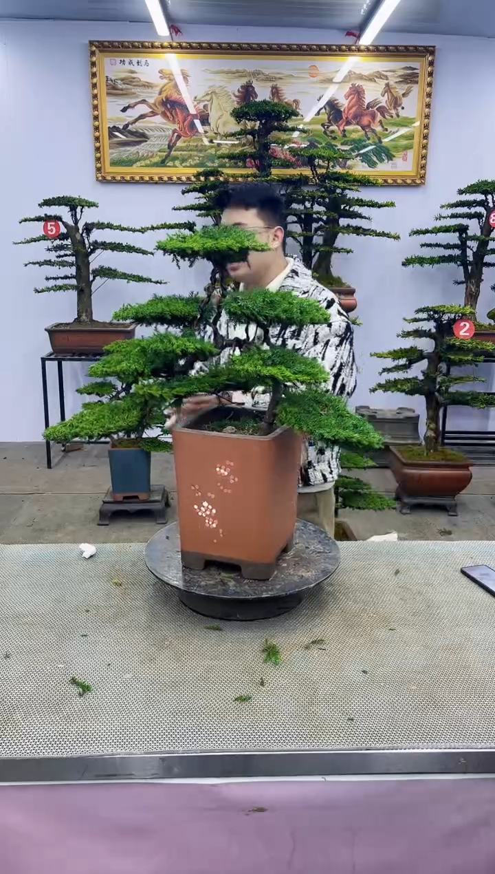 【闪购商品】八斗松/松类活物造型盆景，以直播间截图为啊啊啊啊