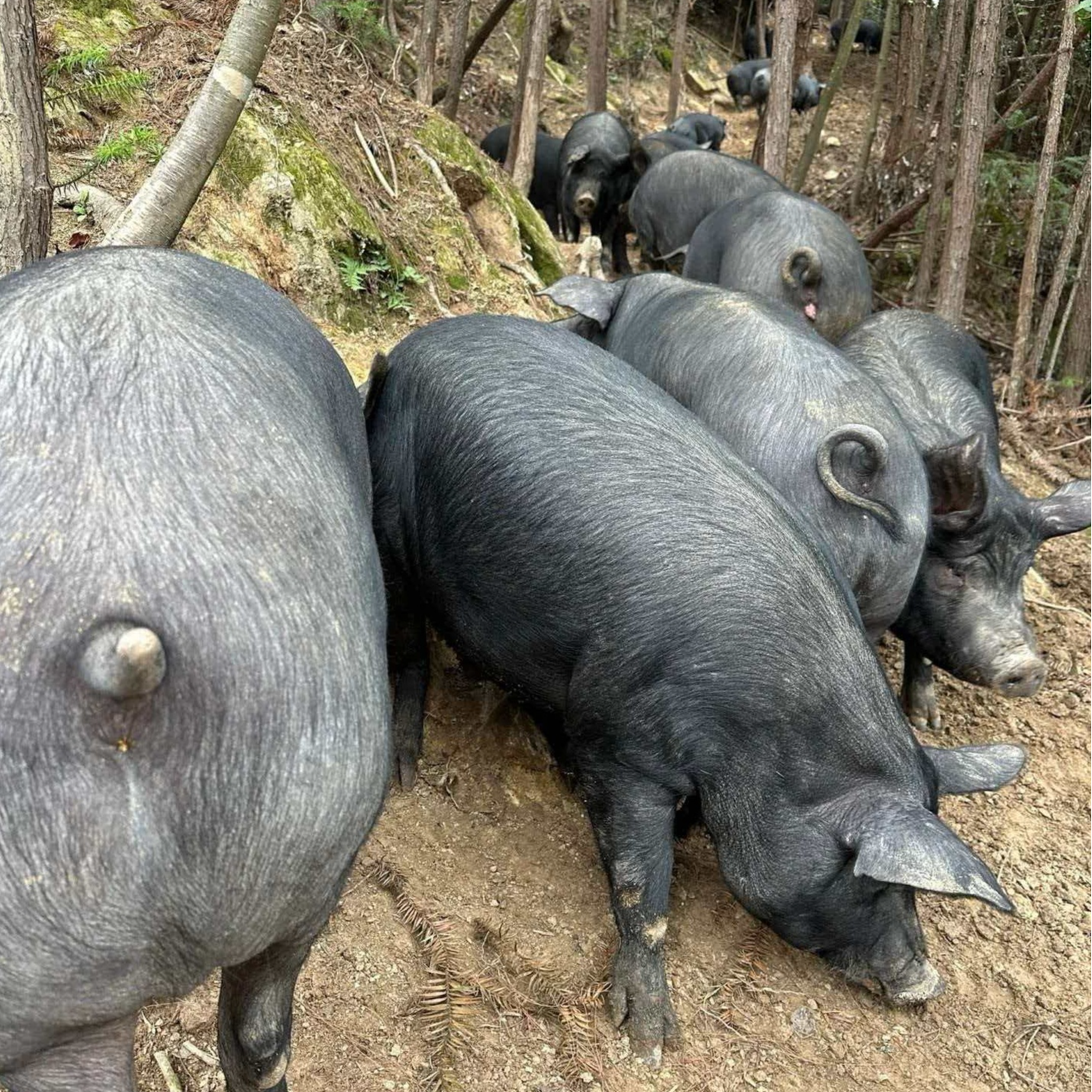 农家土猪内脏||贵州高山黑毛猪肉现杀现发真空打包——京东冷链包邮