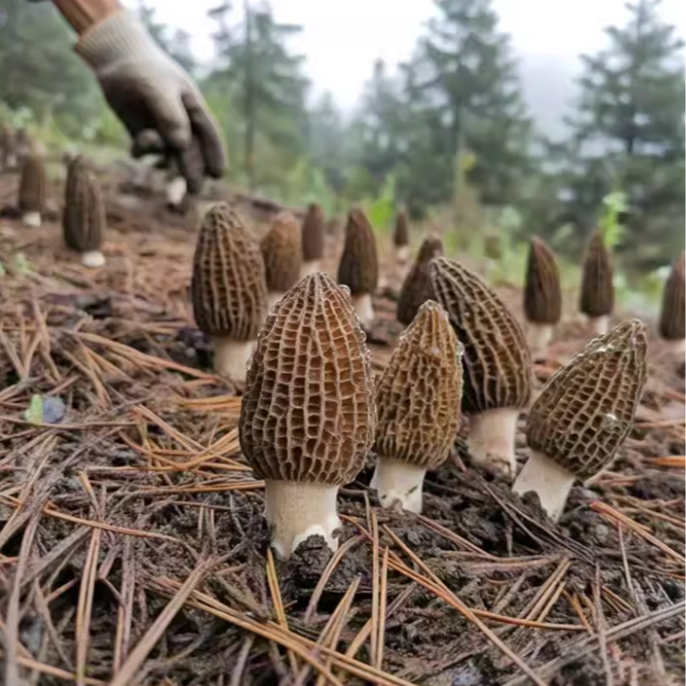 【顺德拉叔臻品】精选鲜羊肚菌