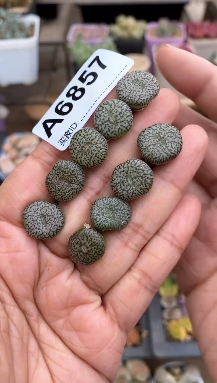 【闪购商品】6857直播一物一拍