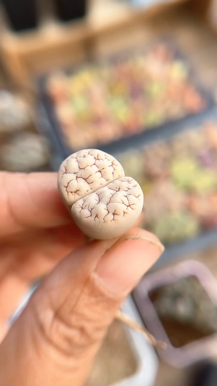 【闪购商品】9993直播一物一拍