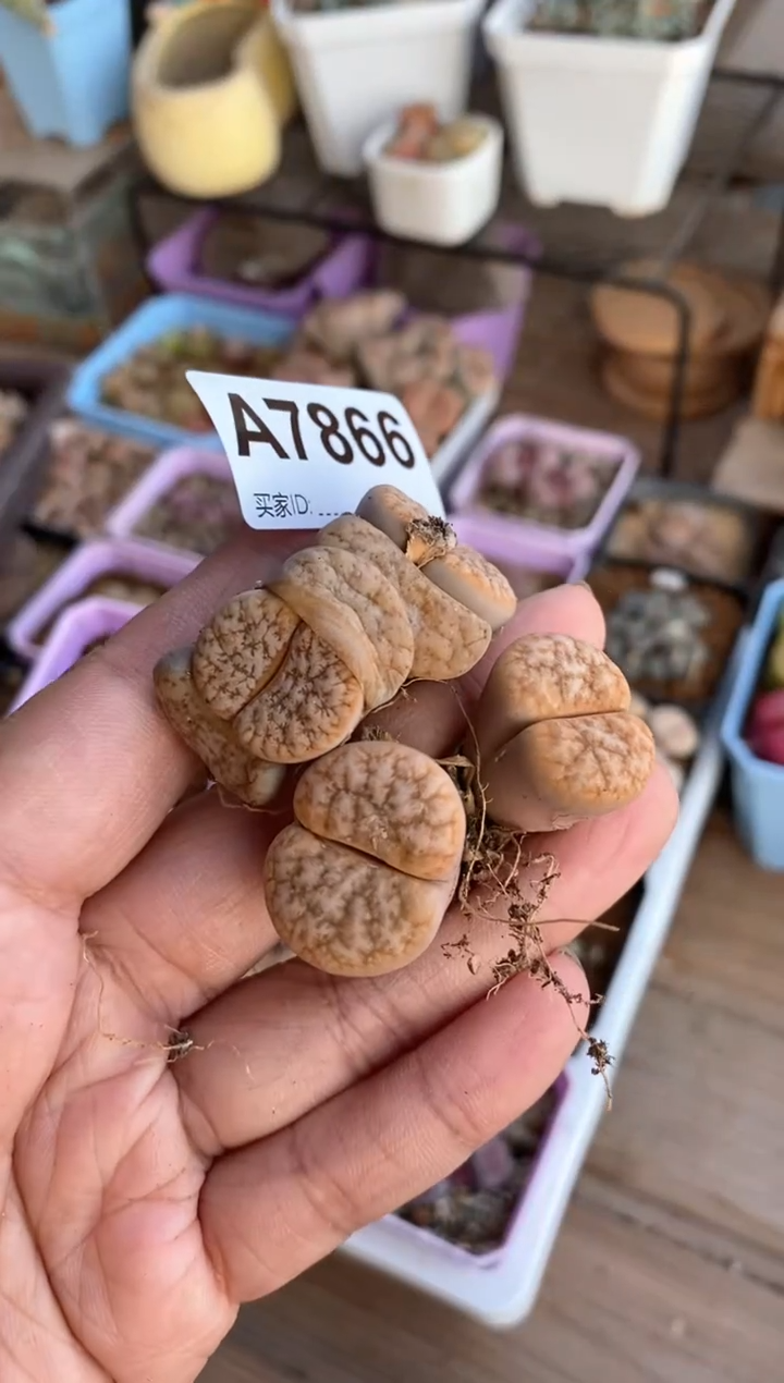 【闪购商品】7866直播一物一拍