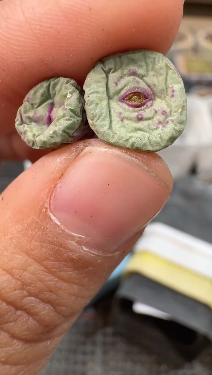 30-39多肉植物肉锥