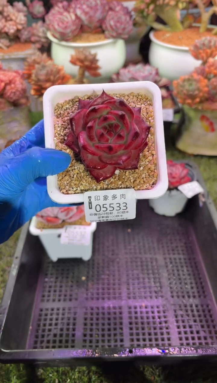 【闪购商品】05533