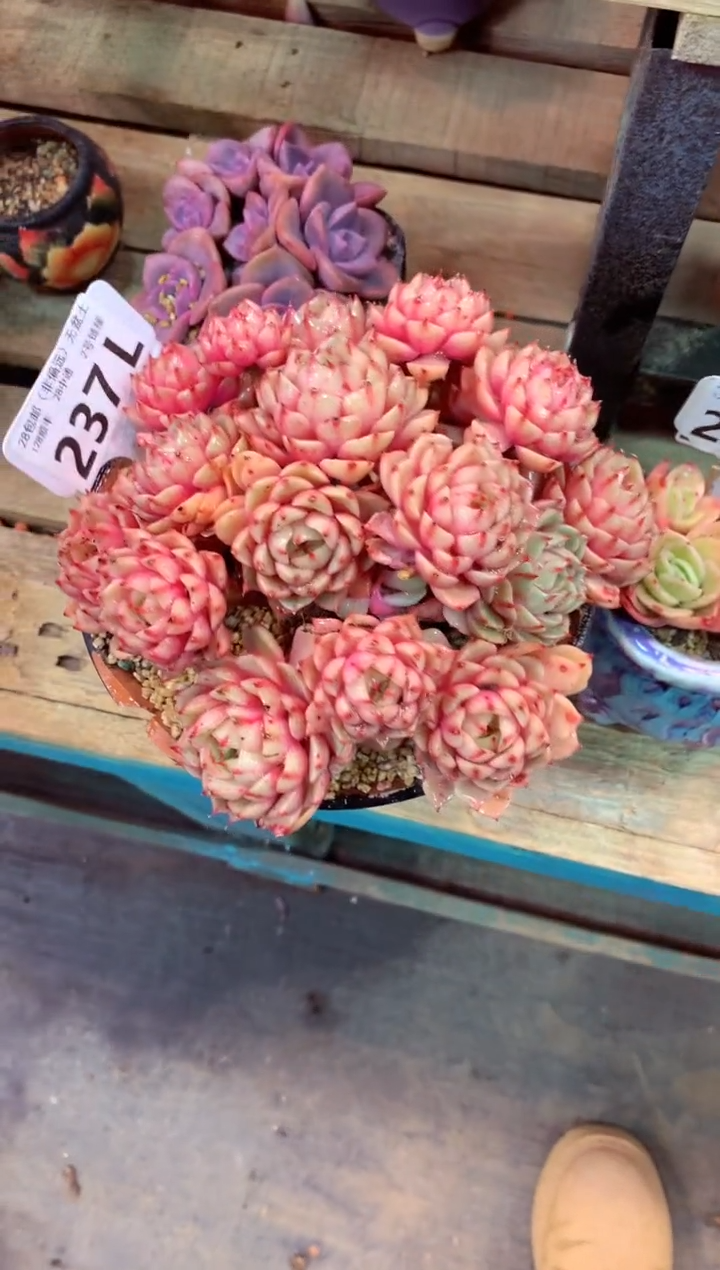 237L（一物一拍，精品多肉，所见即所得 ）