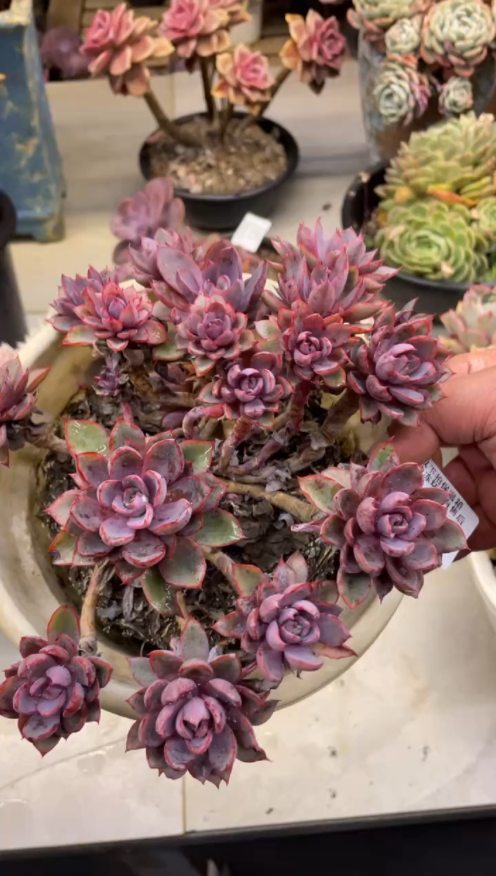 【闪购商品】128赫拉