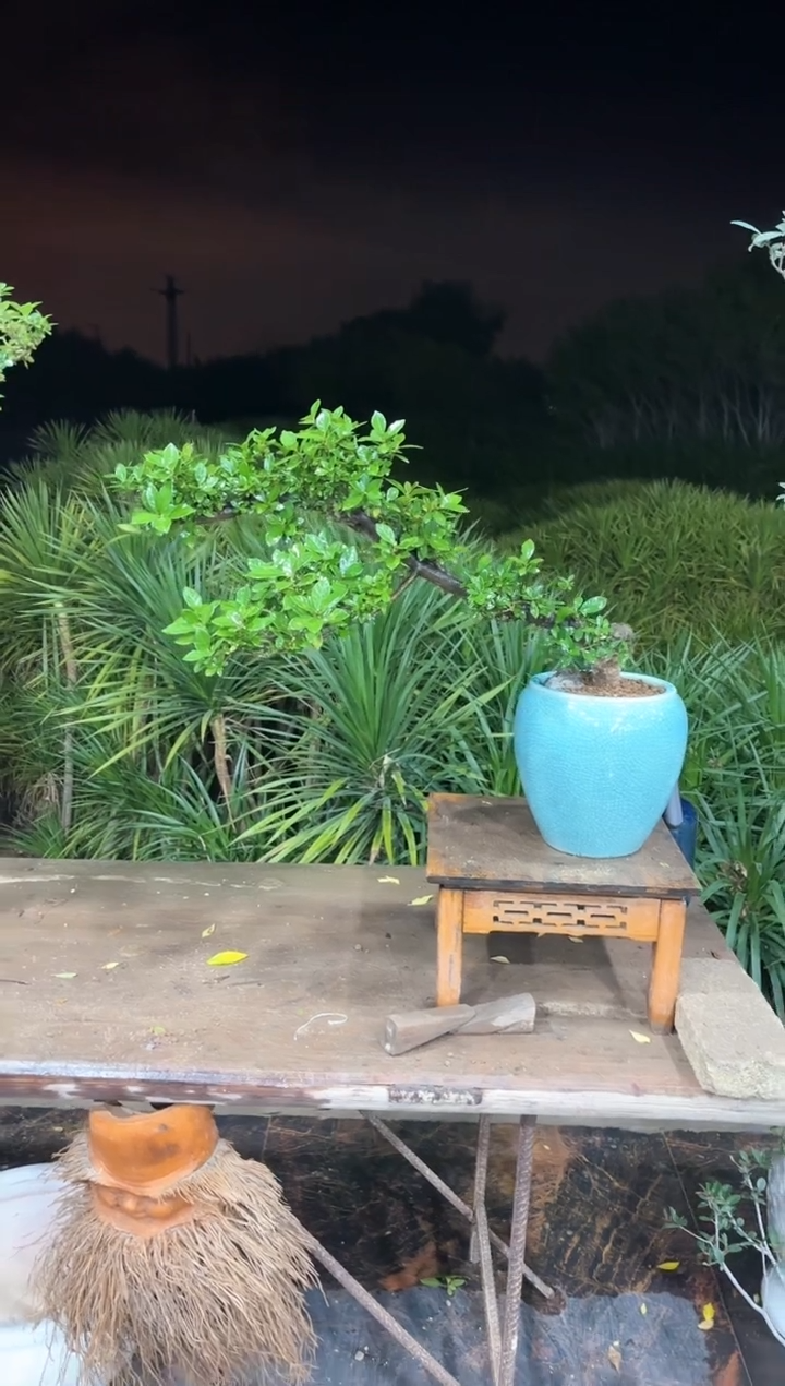 【闪购商品】盆景海岛栀子花