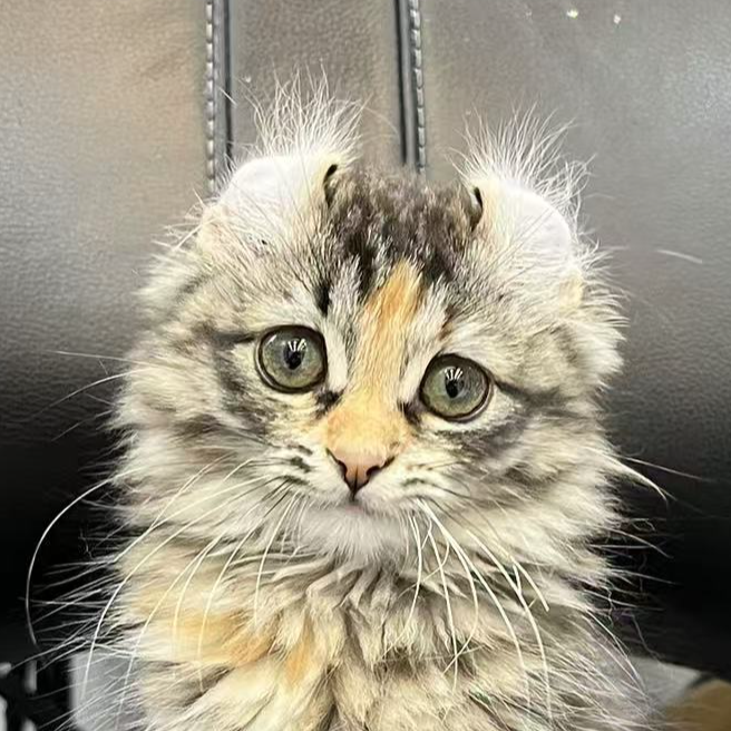 来了姊妹-棕补丁卷耳猫 妹妹 25