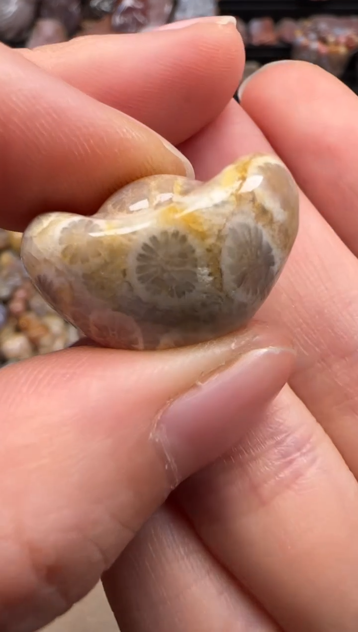 【闪购商品】硅化珊瑚（珊瑚玉）颈饰未镶嵌512