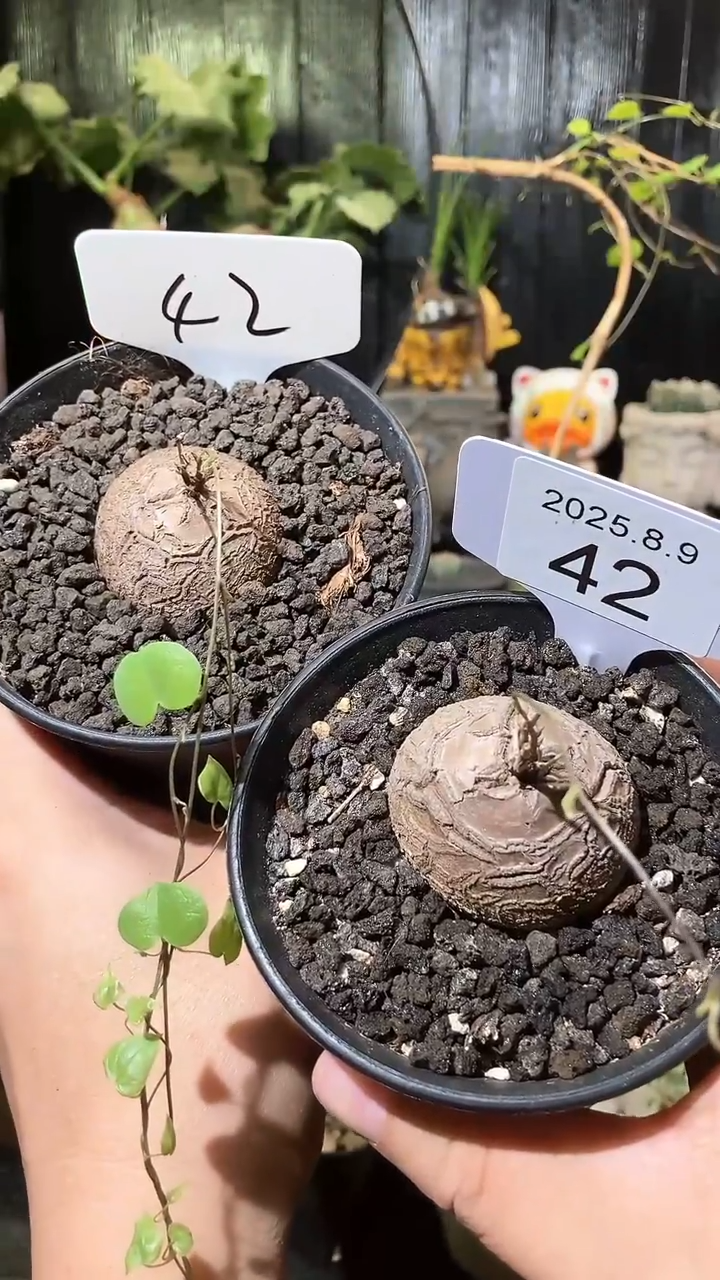 42号809福利南非龟甲龙买1个送1个