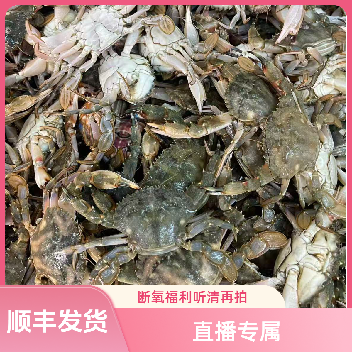 【亮亮海鲜】中花包鲜不包活嫌小勿拍不包腿全