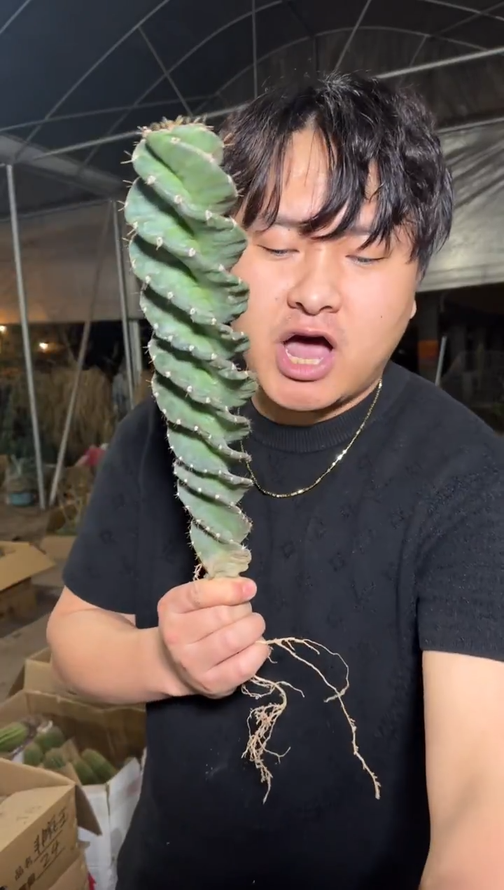 龙卷风【带根】高18cm+