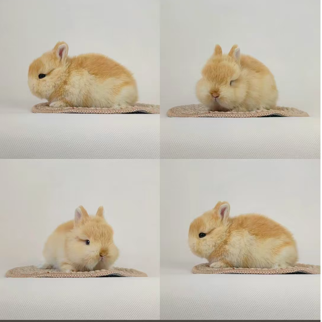 迷你侏儒垂耳宠物兔长不大温顺适合家庭饲养包活包健康不咬人