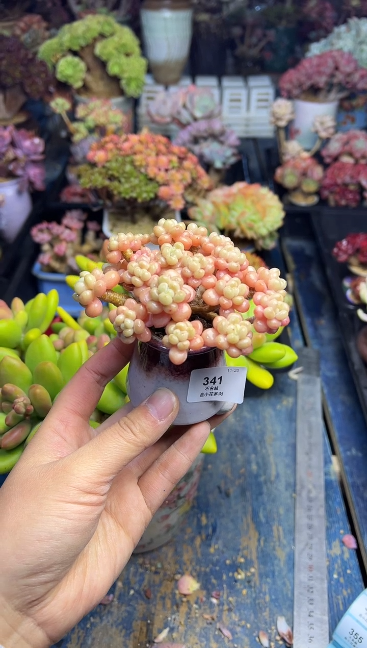 苏****）341                不带盆