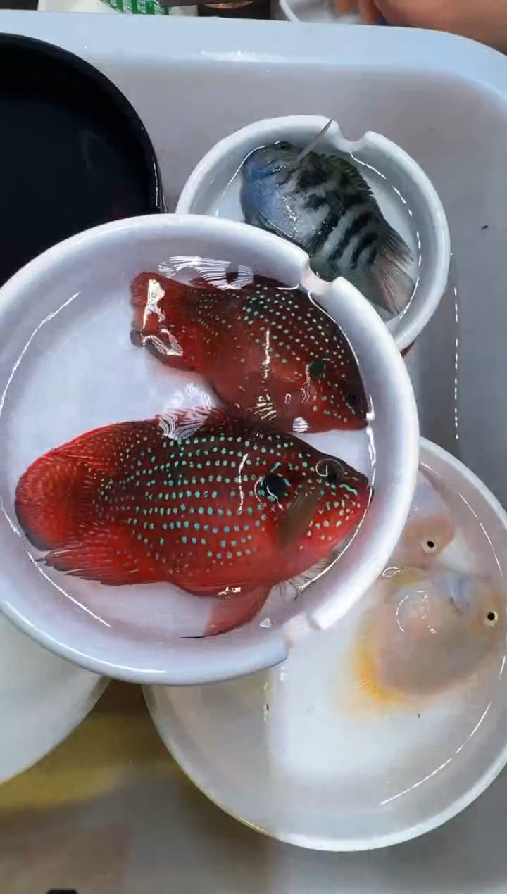 红宝石鱼一对红宝石