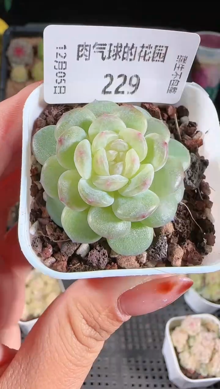 1205-229清浅多肉群生不包整