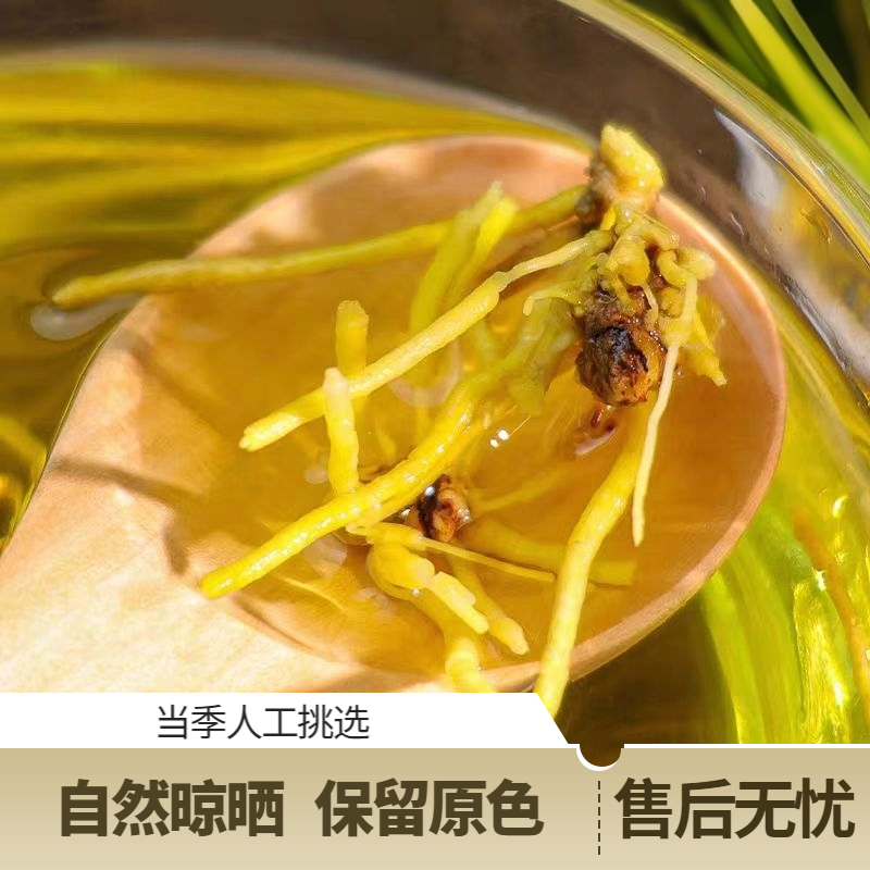 【陈总补贴】黄龙草干货高原龙须石斛可泡水金龙须煮水喝