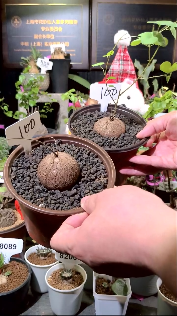 100号1225福利南非龟甲龙买一送一