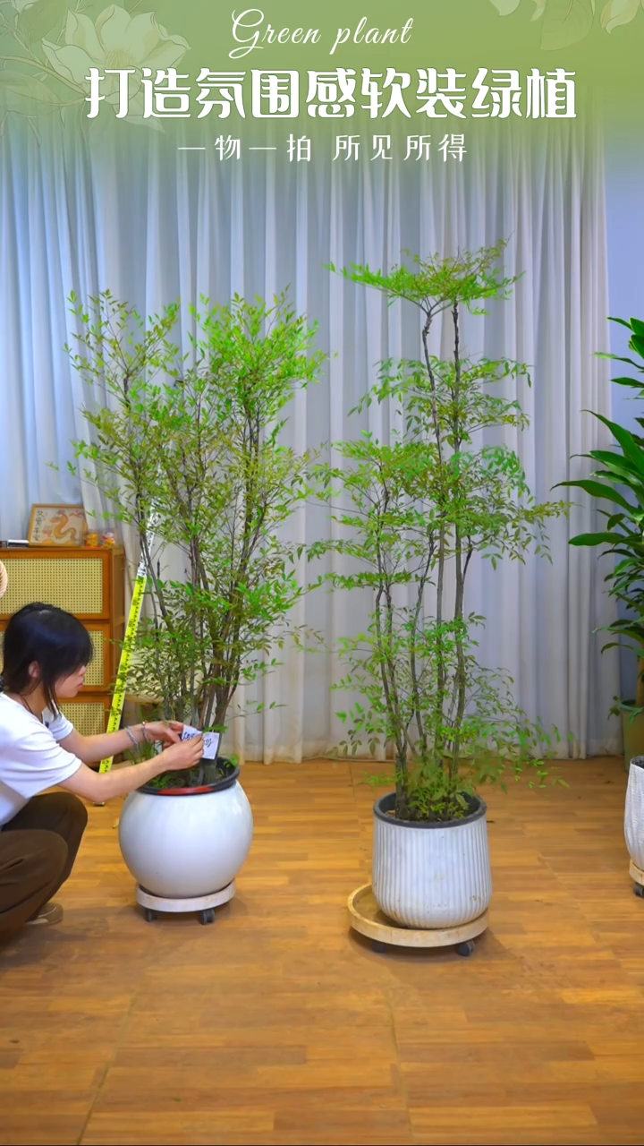 不开花植物南天竹
