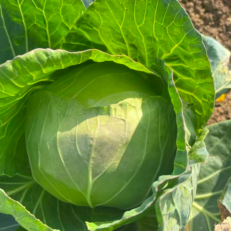 生态包菜 黄心包菜，脆甜爽口  酵素种植 河南汝州 健源生态农场