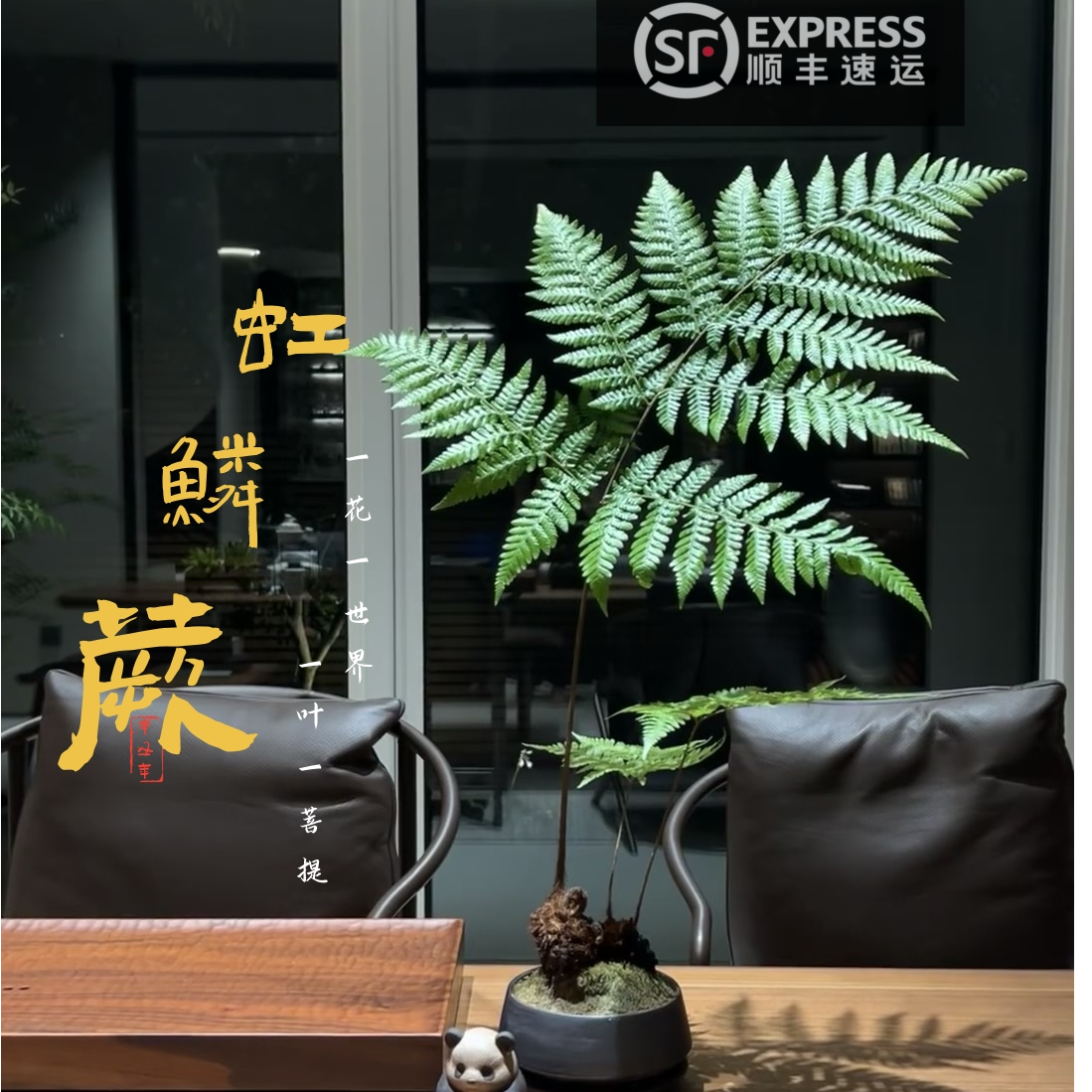 【顺丰包邮】虹鳞蕨网红爆款室内绿植苔藓球水培款耐低温禅意意境感