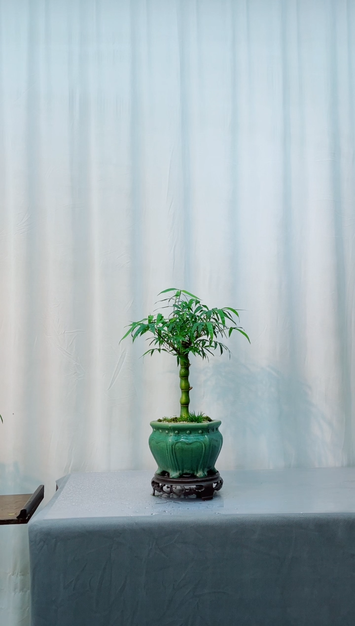 无花朵竹子盆景竹子盆景