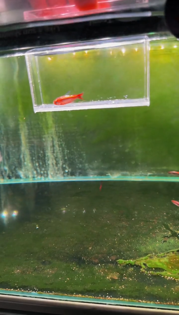 灯科鱼内金红HY*1（有黑色素）