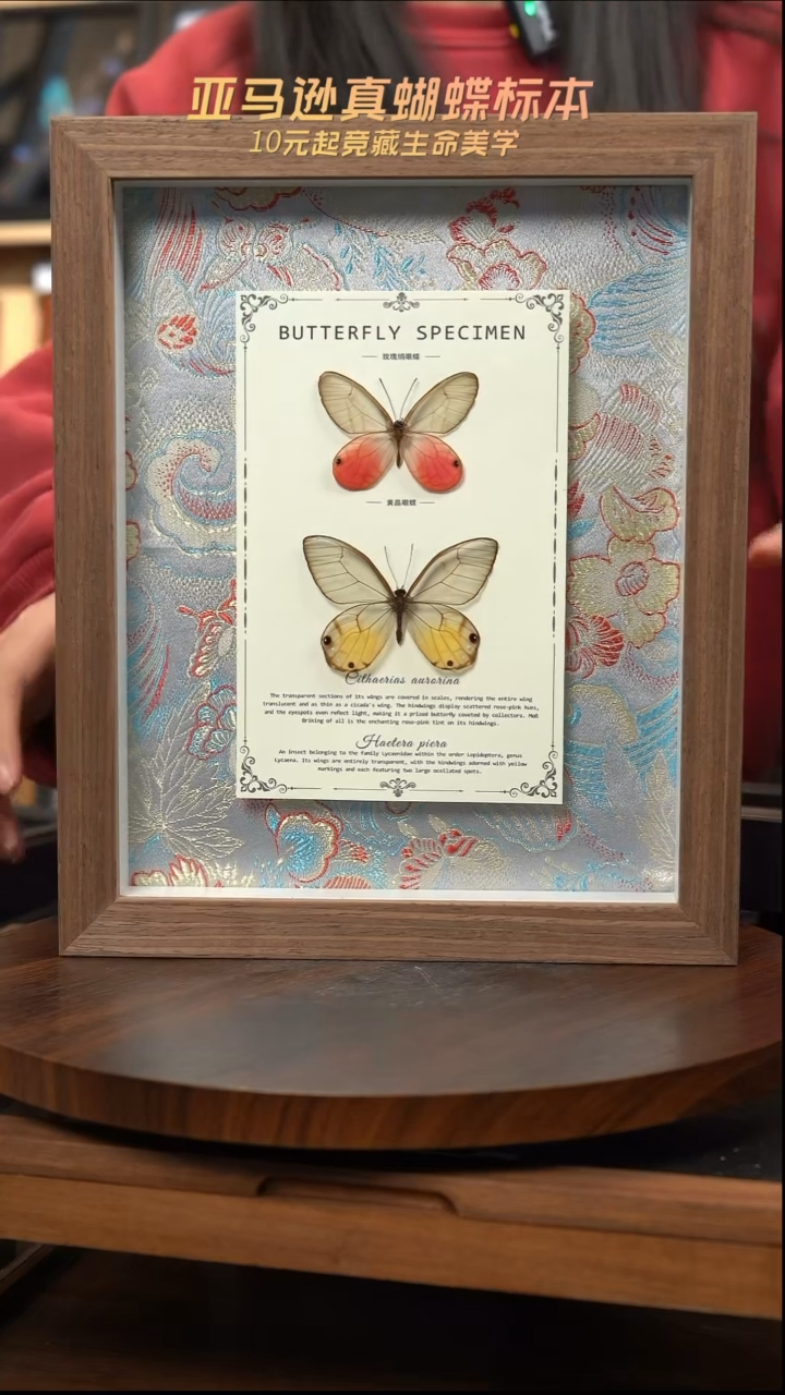 玫瑰绡眼蝶+黄晶眼蝶国风花蓝色布底