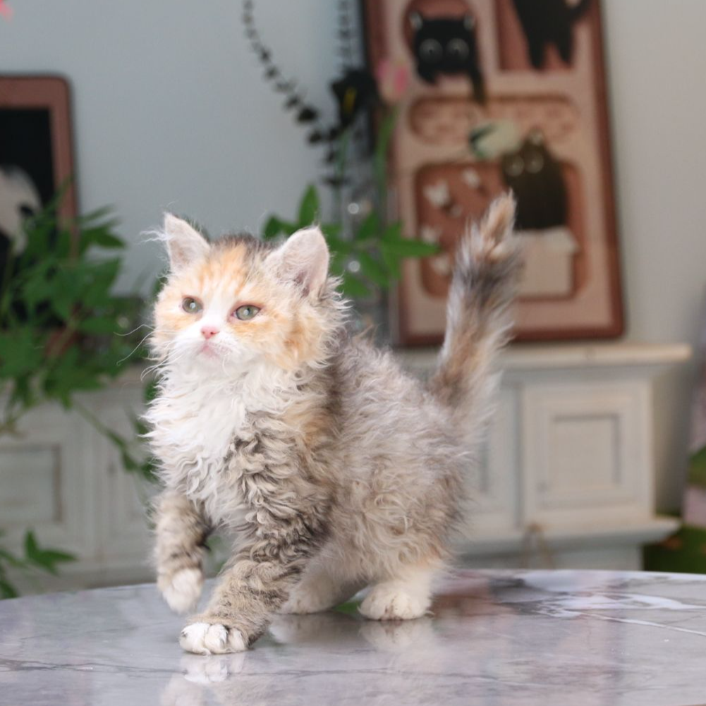 赛尔凯克卷毛猫活体猫咪三花妹妹