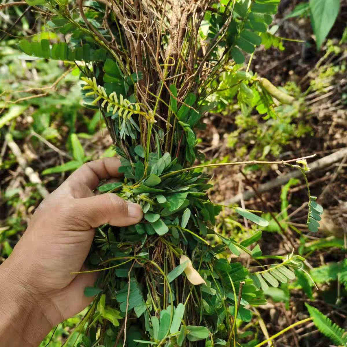 广西深山野生小叶鸡骨草可煲汤煲水的好菜
