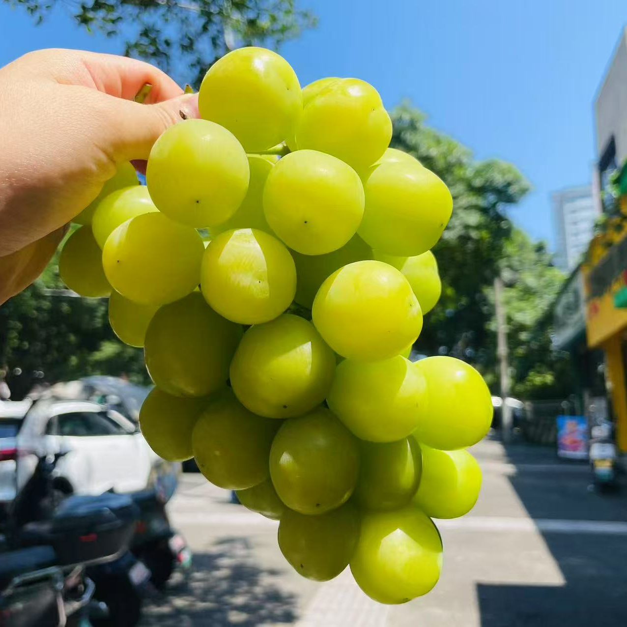 阳光玫瑰（1斤）四川省