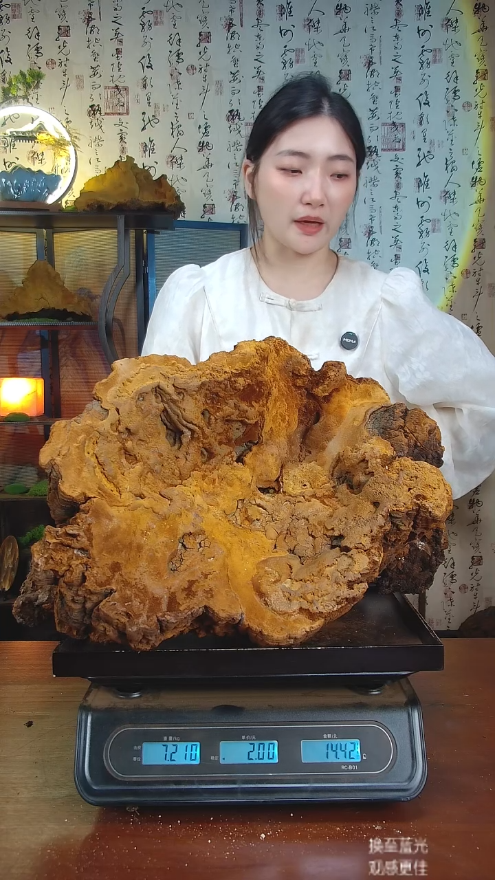 松针层孔菌中国大陆三*缘【藏区野生】松树桑黄14.42斤150-160年份