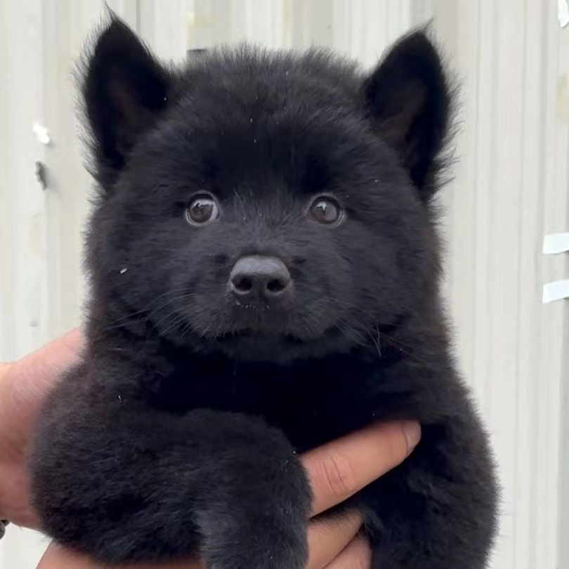 正宗中华田园犬宠物狗狗活体