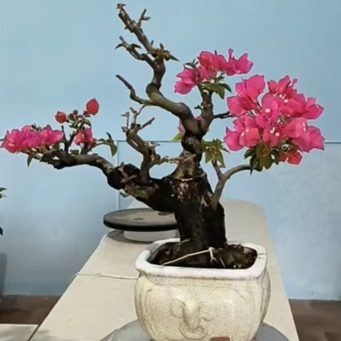 紫阳三角梅园艺年功老桩盆景