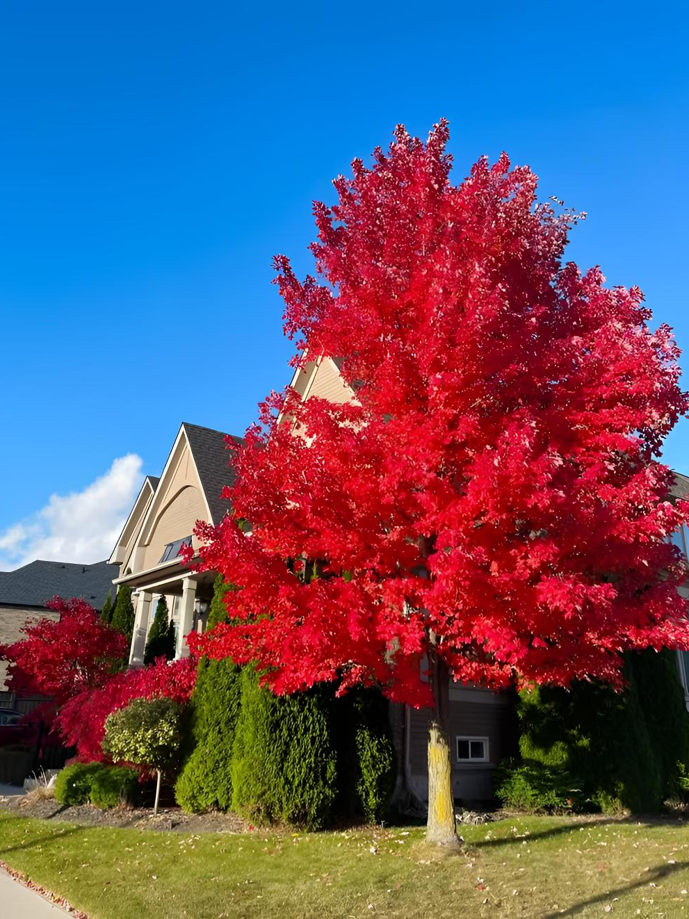 红舞姬红枫树耐寒耐旱好养园林别墅庭院绿化造景三季红中华红枫