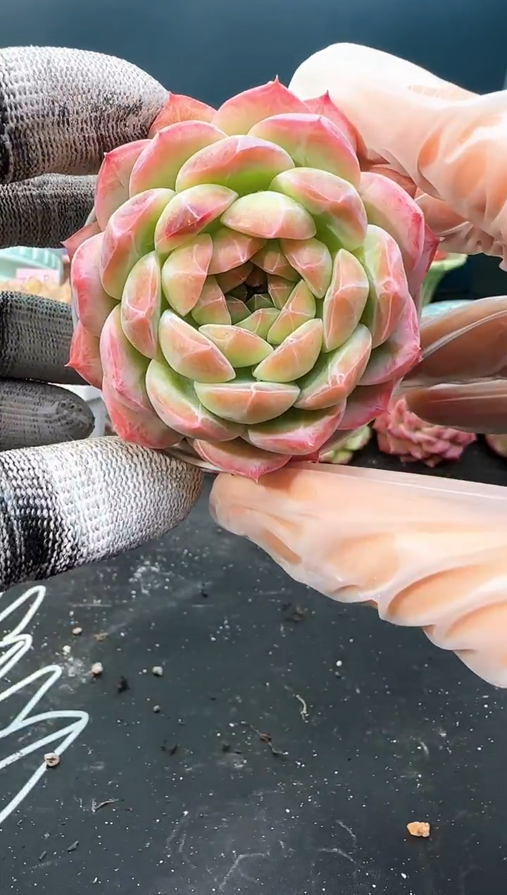 3  059 青山 冠幅6.5cm