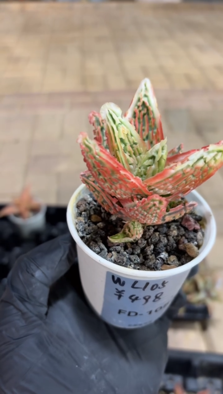 园艺芦荟wl105FD-1086